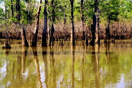Bayou