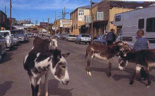 Les ânes d'Oatman